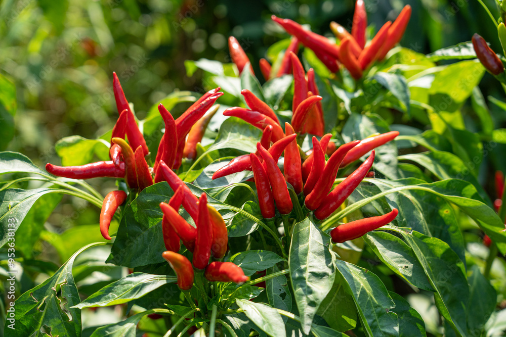 Red chili pepper plant growing in the field. Red chili pepper plant growing in the field.