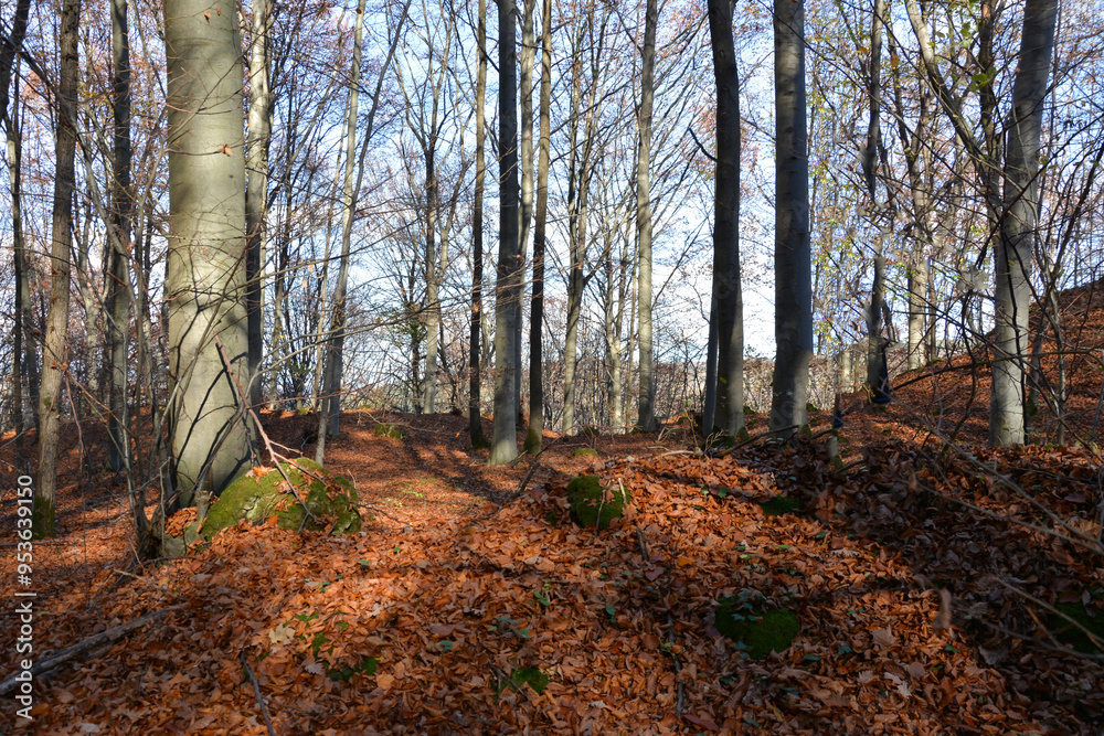 Fototapeta premium A view of an autumn forest and bare trunks of trees without leaves on a sunny day. The ground is covered with yellow dry leaves. The blue sky can be seen behind the trees