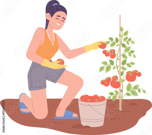 Tomato garden harvest. Woman pick fresh vegetables