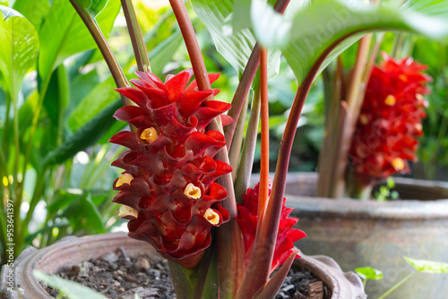 Curcuma cinnabarina and C. eburnea (Curcuma subg. Ecomatae, Zingiberaceae), two new species from Thailand photo