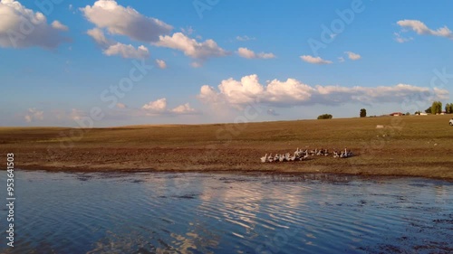 domesticated geese swimming in the lake come out of the water,