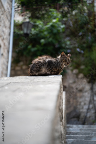 Cat in the depths of the streets of the city