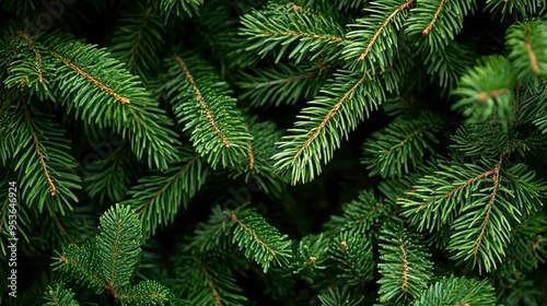 Christmas tree branches background