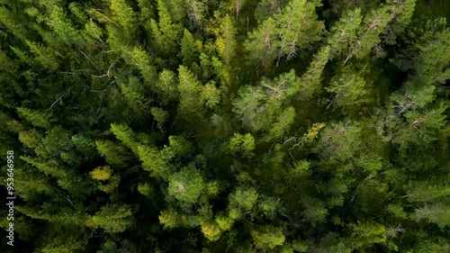 Cinematic top down aerial boreal conifer forest in Norway-