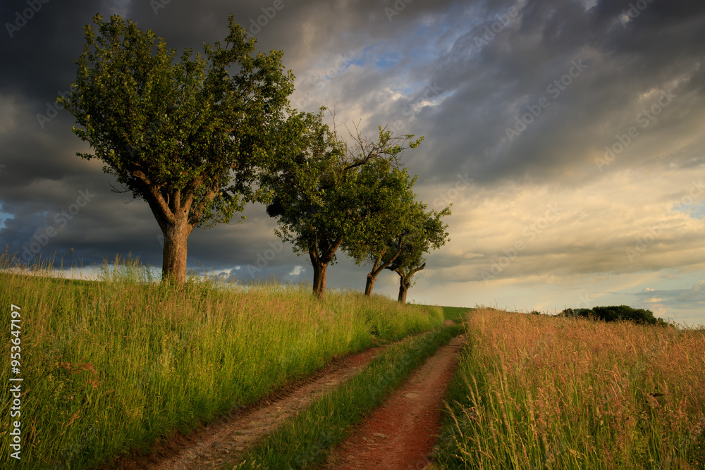 Fototapeta premium tree in the field