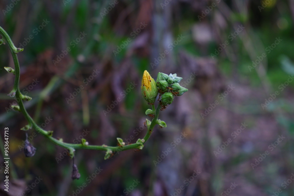 Ants on Ridge Gourd or Luffa Flower. Ants on Ridge Gourd or Luffa Flower.