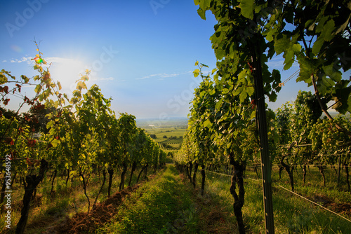 vineyard at sunset