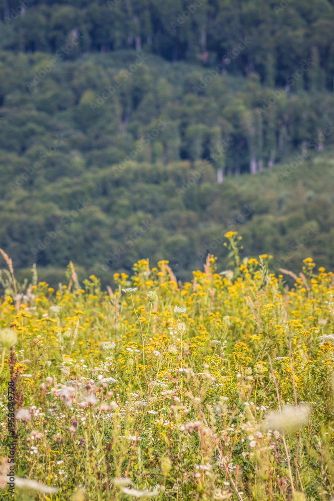 Obraz premium A Vast Meadow Adorned with Colorful Wildflowers Beneath a Bright and Clear Sky Above