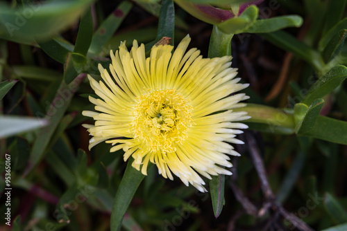 Yellow flower of Ice plant aka hottentot fig Carpobrotus edulis, Garachico, Tenerife, Spain photo