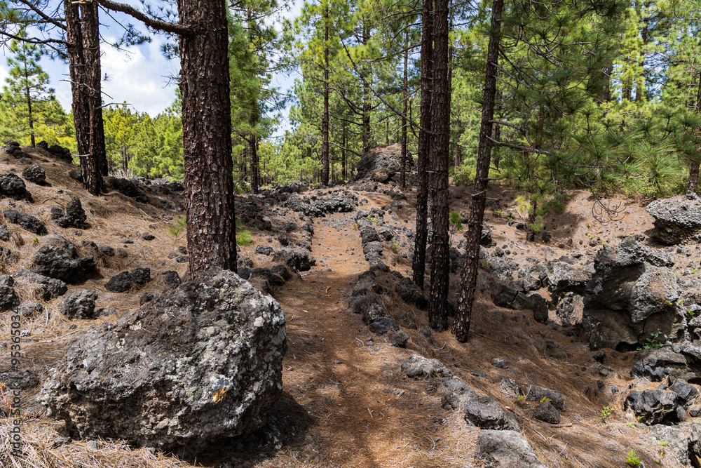 Hiking path through Canarian pine trees near La Montaneta's Ermita de San Francisco, Garachico, Tenerife, Spain