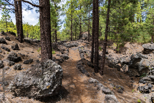 Obraz na płótnie Hiking path through Canarian pine trees near La Montaneta's Ermita de San Francisco, Garachico, Tenerife, Spain w salonie