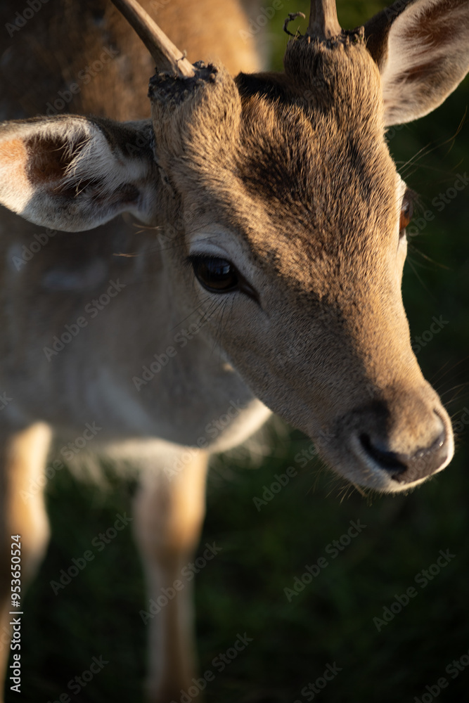 little brown fawn outdoor looking at the camera little brown fawn outdoor looking at the camera