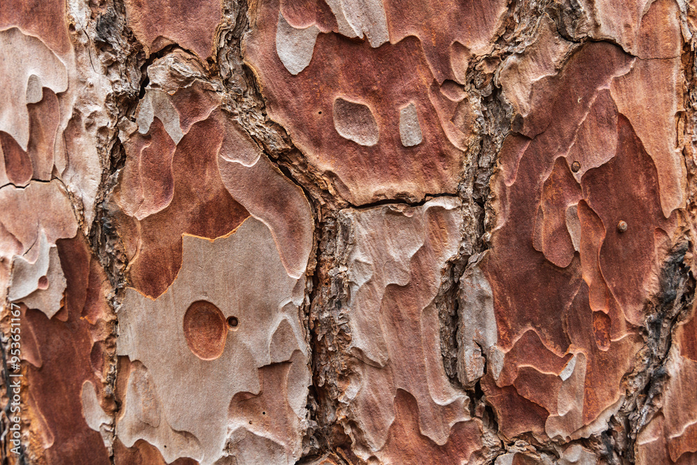Close-up of pine tree bark near La Montaneta's Ermita de San Francisco, Garachico, Tenerife, Spain