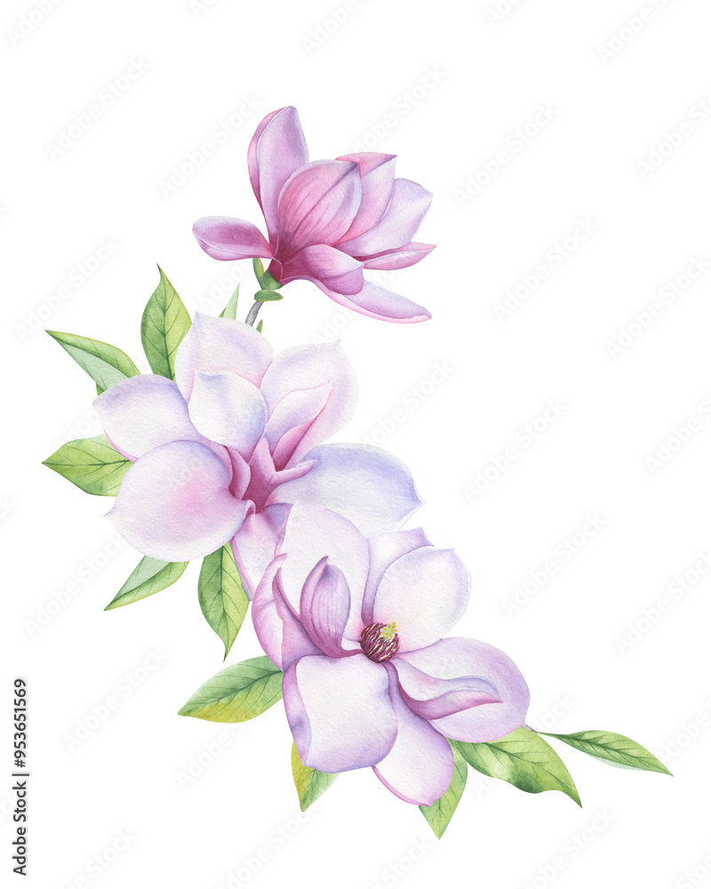 A composition of watercolor flowers, leaves and buds of magnolia. A composition of watercolor flowers, leaves and buds of magnolia.