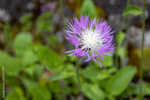 spring is the flowering of plants in alpine meadows in natural conditions on the foothill plains