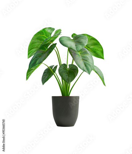 Potted alocasia frydek plant with lush green leaves on transparent background photo
