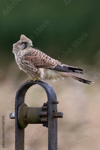 Recently fledged Kestrel (Falco tinnunculus) perched in a field