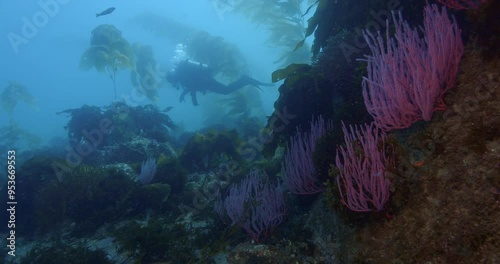 Red sea fans with scuba diver in background. photo