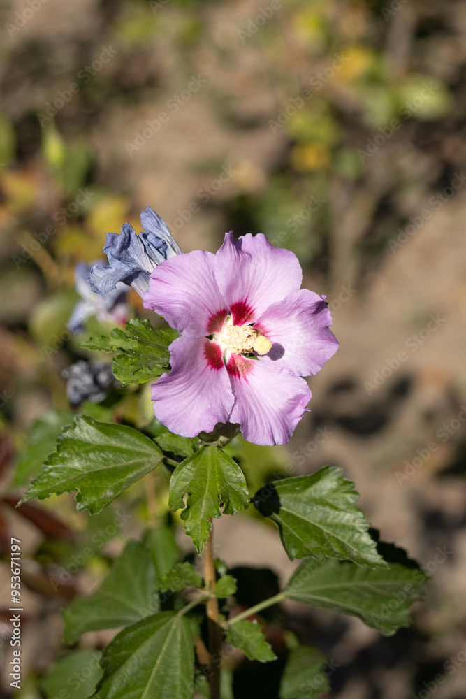 Flower Purple Hibiscus in the Garden
