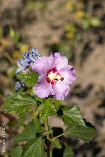 Obraz na płótnie Flower Purple Hibiscus in the Garden w salonie