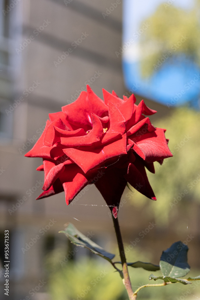 Bloom of Flower Red Rose in the Garden