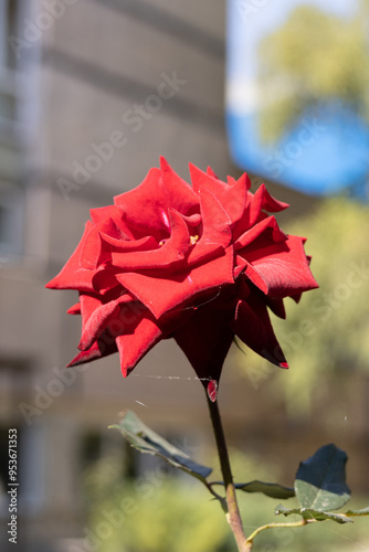 Obraz na płótnie Bloom of Flower Red Rose in the Garden w salonie
