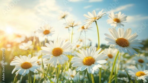 The landscape of white daisy blooms in a field 