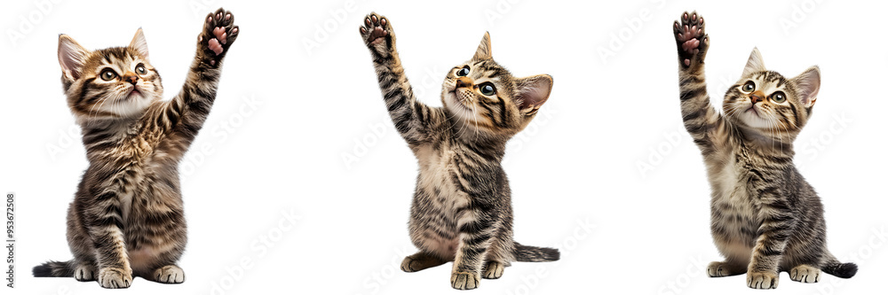 Obraz premium Set of cat giving high five isolated on white or transparent background