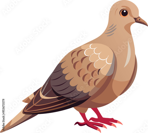 mourning dove bird with white background
