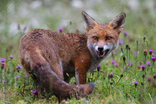 Wet Red Fox (Vulpes vulpes) in a meadow thick with flowers shortly after a heavy rainstorm