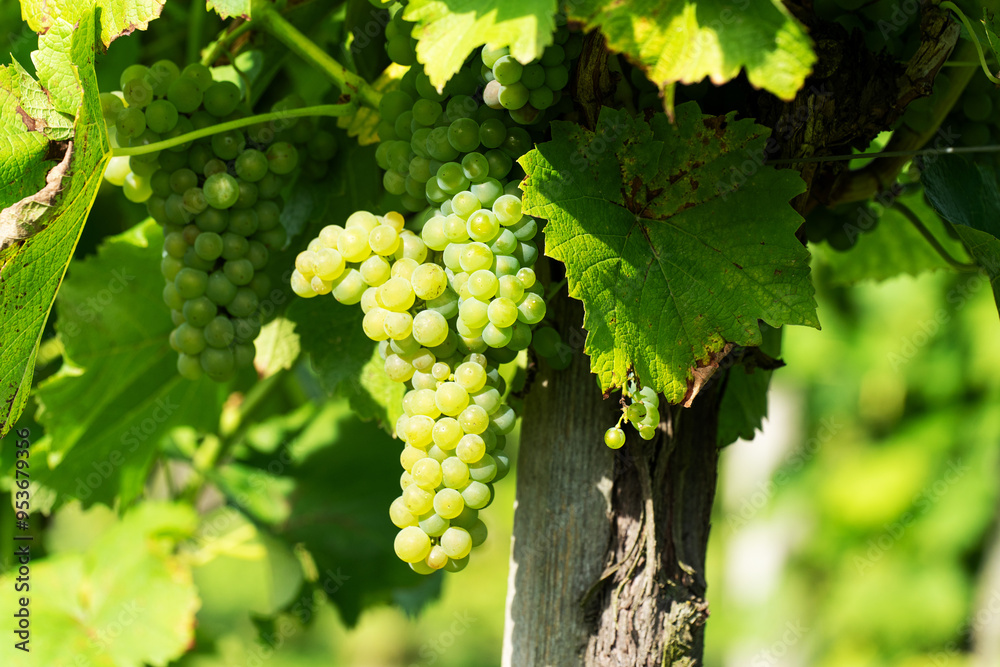 White grapes on a bush in a row, close shot, Poland White grapes on a bush in a row, close shot, Poland