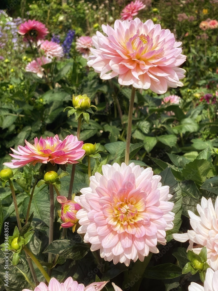 Fototapeta premium pink dahlia flowers