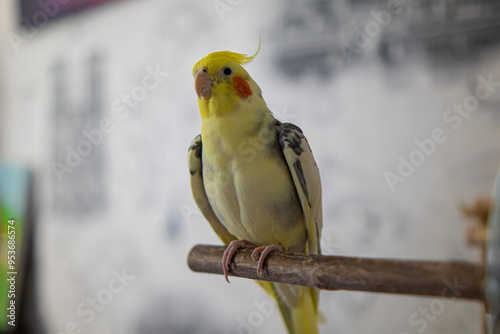 Cockatiel parrots.Funny parrots.Cockatiel pets.Bird with a crest.Cute animal.Funny bird.Cockatiel.Parrots are playing. Caring for pets.Birds.Animals.Cute cockatiel.Home pet parrot.The best birds. 