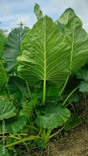 taro leaves (Colocasia esculenta, taro) with natural background. Colocasia esculenta is a tropical plant that is grown primarily for its edible tubers, a root vegetable most commonly known as taro. photo