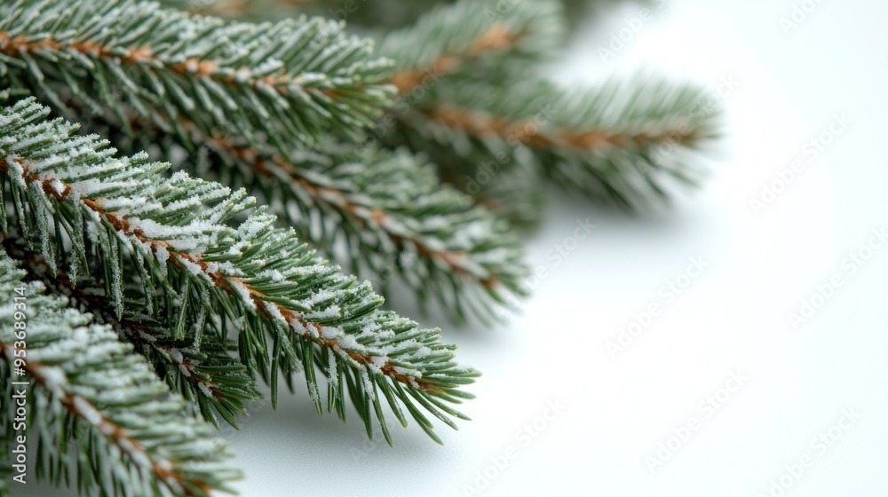 Frosted pine needles shimmer softly, highlighting the beauty of winter's frozen touch Frosted pine needles shimmer softly, highlighting the beauty of winter's frozen touch