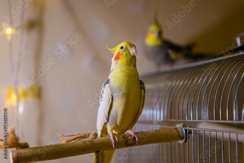 Cockatiel parrots.Funny parrots.Cockatiel pets.Bird with a crest.Cute animal.Funny bird.Cockatiel.Parrots are playing.
Caring for pets.Birds.Animals.Cute cockatiel.Home pet parrot.The best birds.
