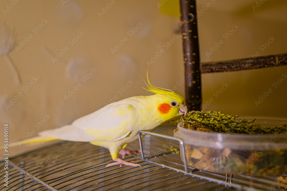 Cockatiel Parrots Funny Parrots Cockatiel Pets Bird With A Crest Cute