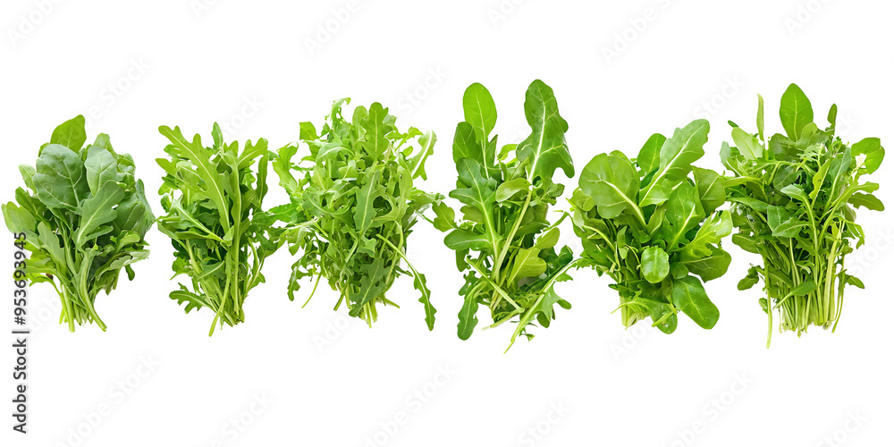 Obraz premium Fresh green arugula salad leaves isolated transparent background