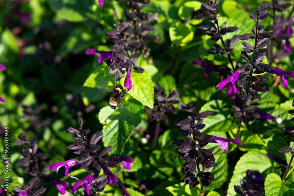 A bee in flight approaches vibrant purple and pink flowers in a garden, surrounded by lush green leaves on a sunny day. A bee in flight approaches vibrant purple and pink flowers in a garden, surrounded by lush green leaves on a sunny day.