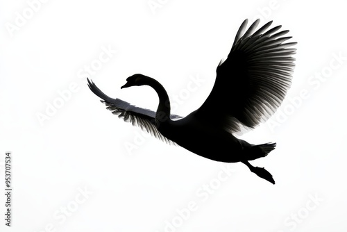 Fototapeta Naklejka Na Ścianę i Meble -  A silhouette of a swan in flight against a bright background.
