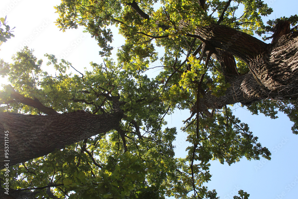 Fototapeta premium oak trees with green leaves in the forest and blue sky