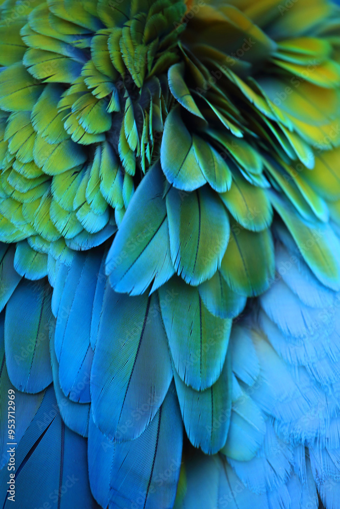 Fototapeta premium Federkleid eines Papagei Closeup of the blue yellow feathers of tropical Macaw parrot