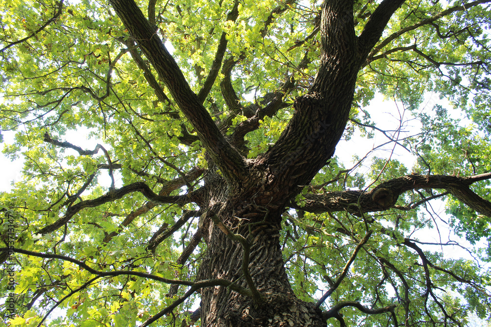 oak tree with green leaves in the forest oak tree with green leaves in the forest