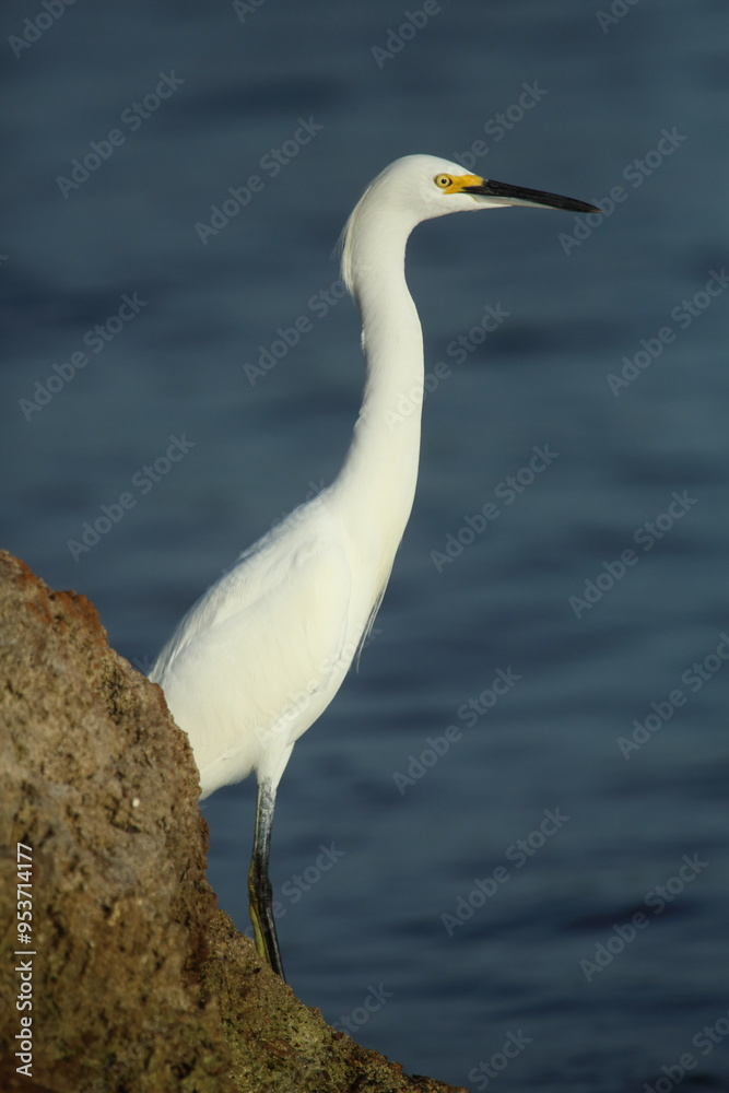 Ein Snowy Silberreiher (Egretta unaufger) ein kleiner weißer Reiher an einem Strand in Florida, USA Vogel Ein Snowy Silberreiher (Egretta unaufger) ein kleiner weißer Reiher an einem Strand in Florida, USA Vogel