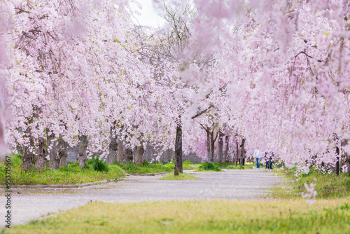 日本の風景・春　福島県喜多方市　日中線しだれ桜並木 photo