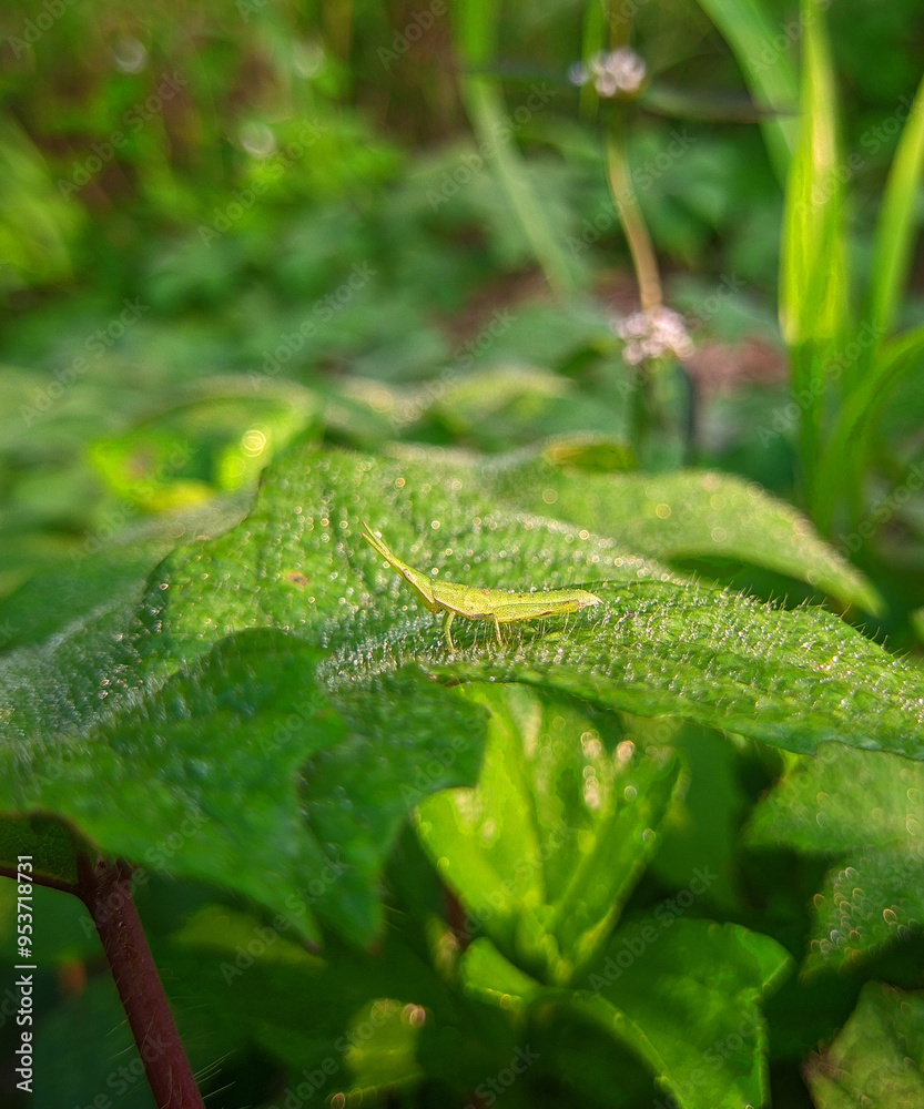 wild plants that are still beautiful in the morning with the cool dew and insects wild plants that are still beautiful in the morning with the cool dew and insects