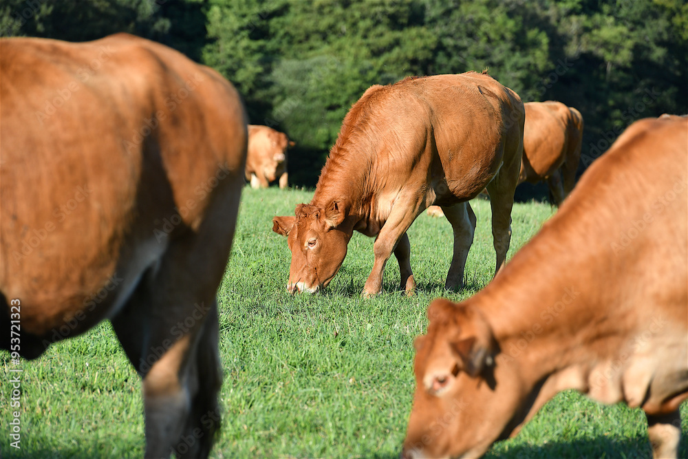 Fototapeta premium Limousin cows grazing in a meadow
