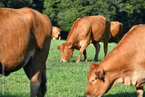 Limousin cows grazing in a meadow