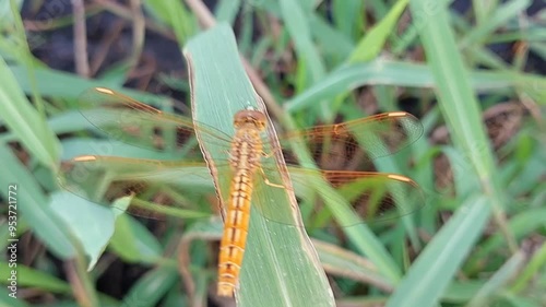 golden dragonfly perched on a green leaf photo