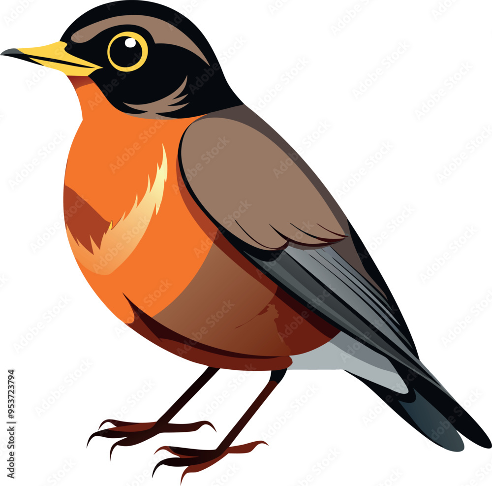 American Robin bird isolated on white background American Robin bird isolated on white background
